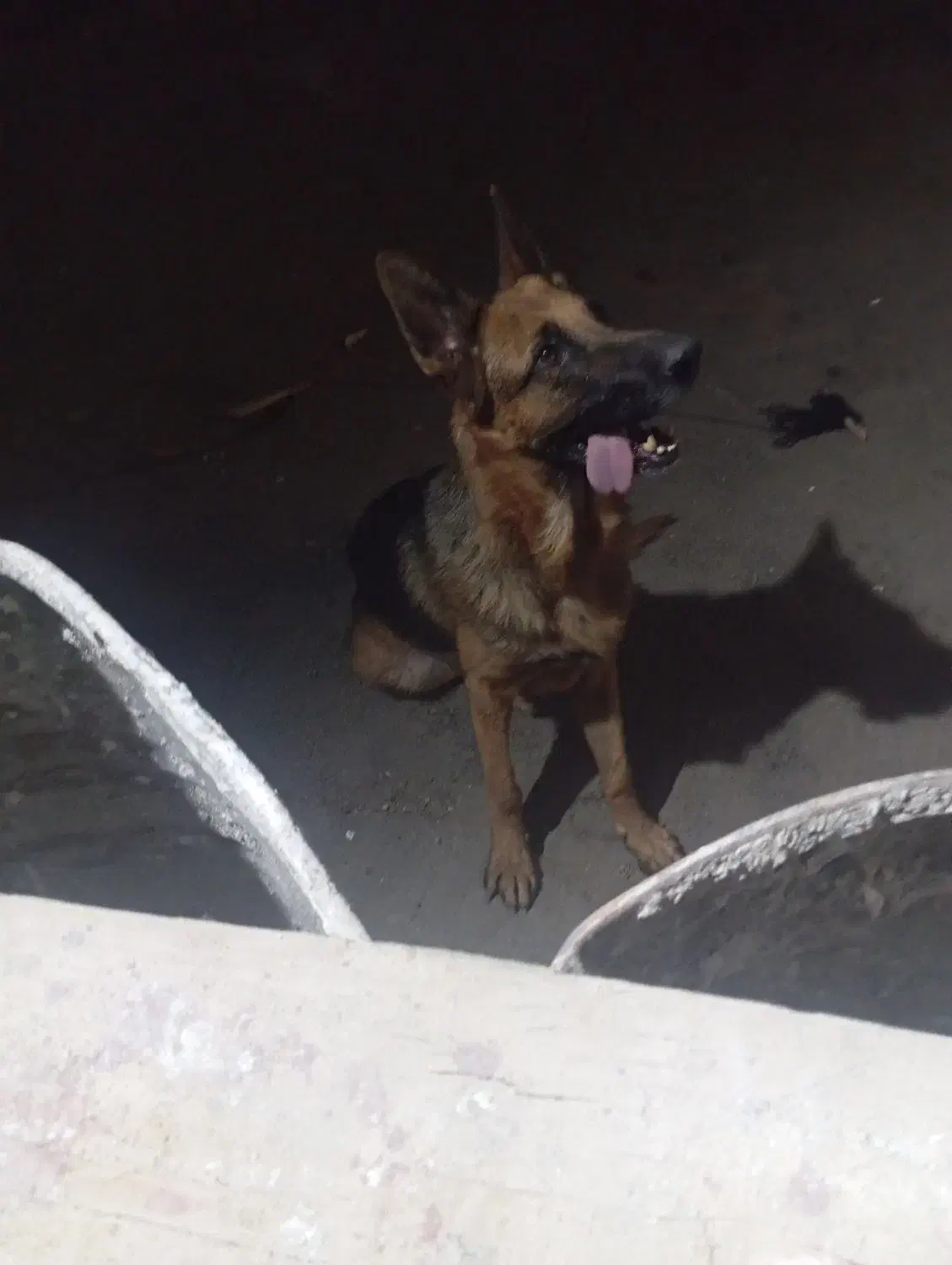 فروش ژرمن|سگ|ری, حمزه‌آباد|دیوار