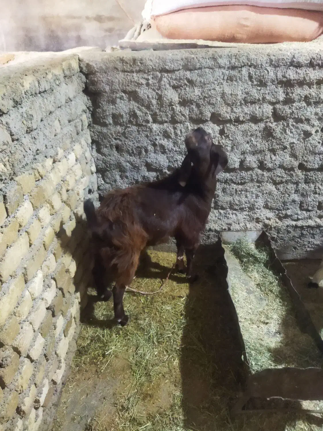 بزغاله نر|حیوانات مزرعه|زاغه, |دیوار