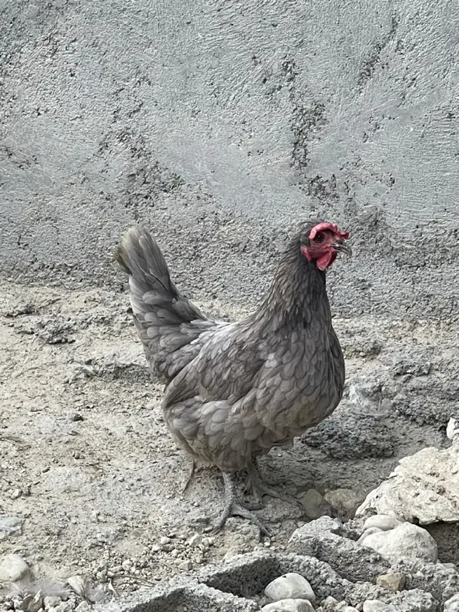 مرغ پاکر|حیوانات مزرعه|بندر دیر, |دیوار