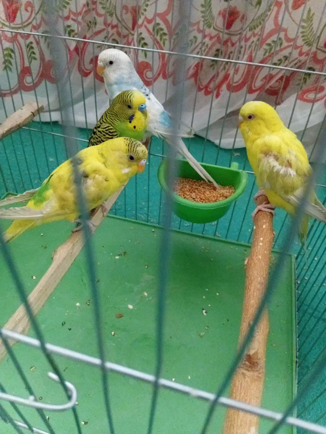 مرغ عشق|پرنده|خاش, |دیوار