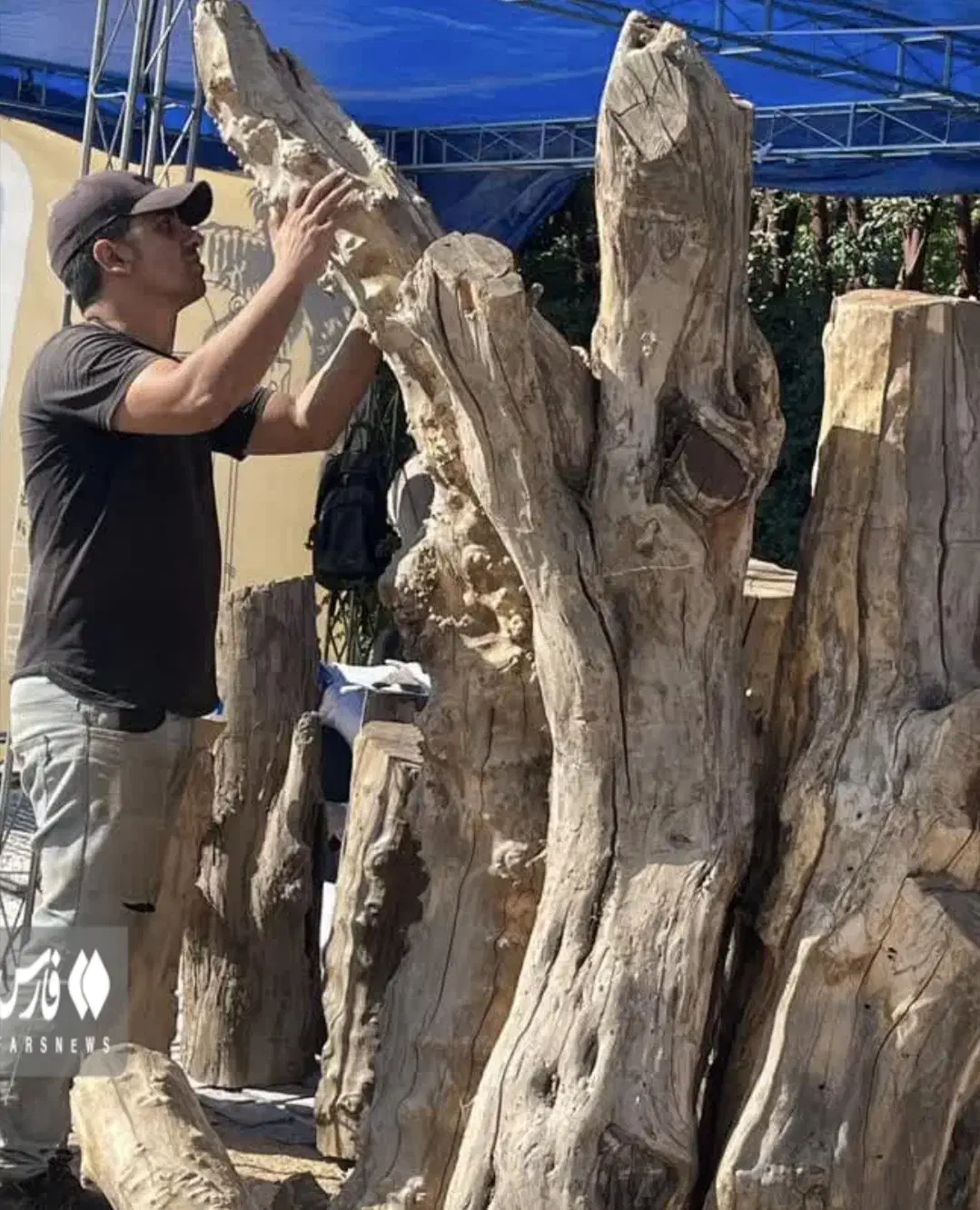 چوب بری و هرس کردن درختان خشک|خدمات باغبانی و درختکاری|مرودشت, بیست متری بیمارستان|دیوار