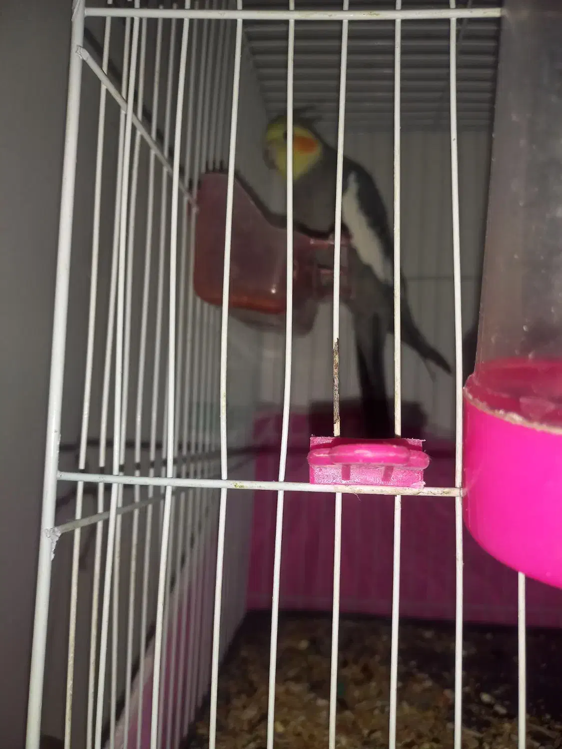 عروس|پرنده|مشهد, طبرسی شمالی|دیوار