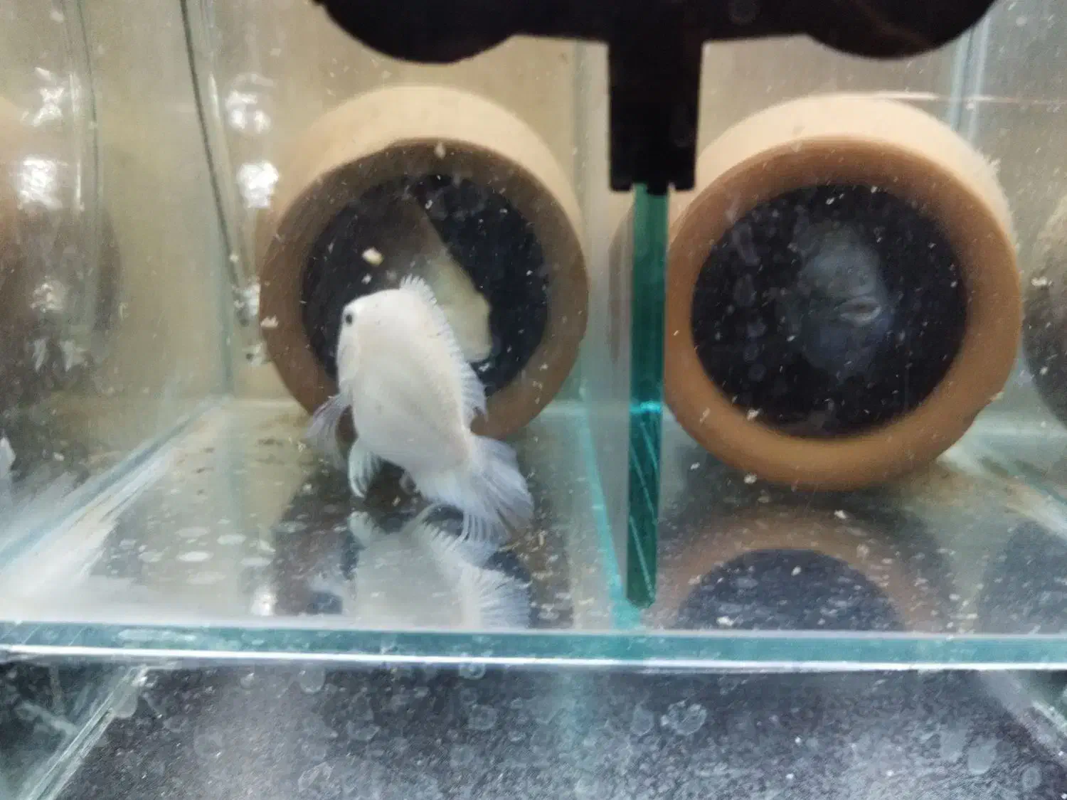 پرت پلار جفت|ماهی|ری, فیروزآبادی|دیوار