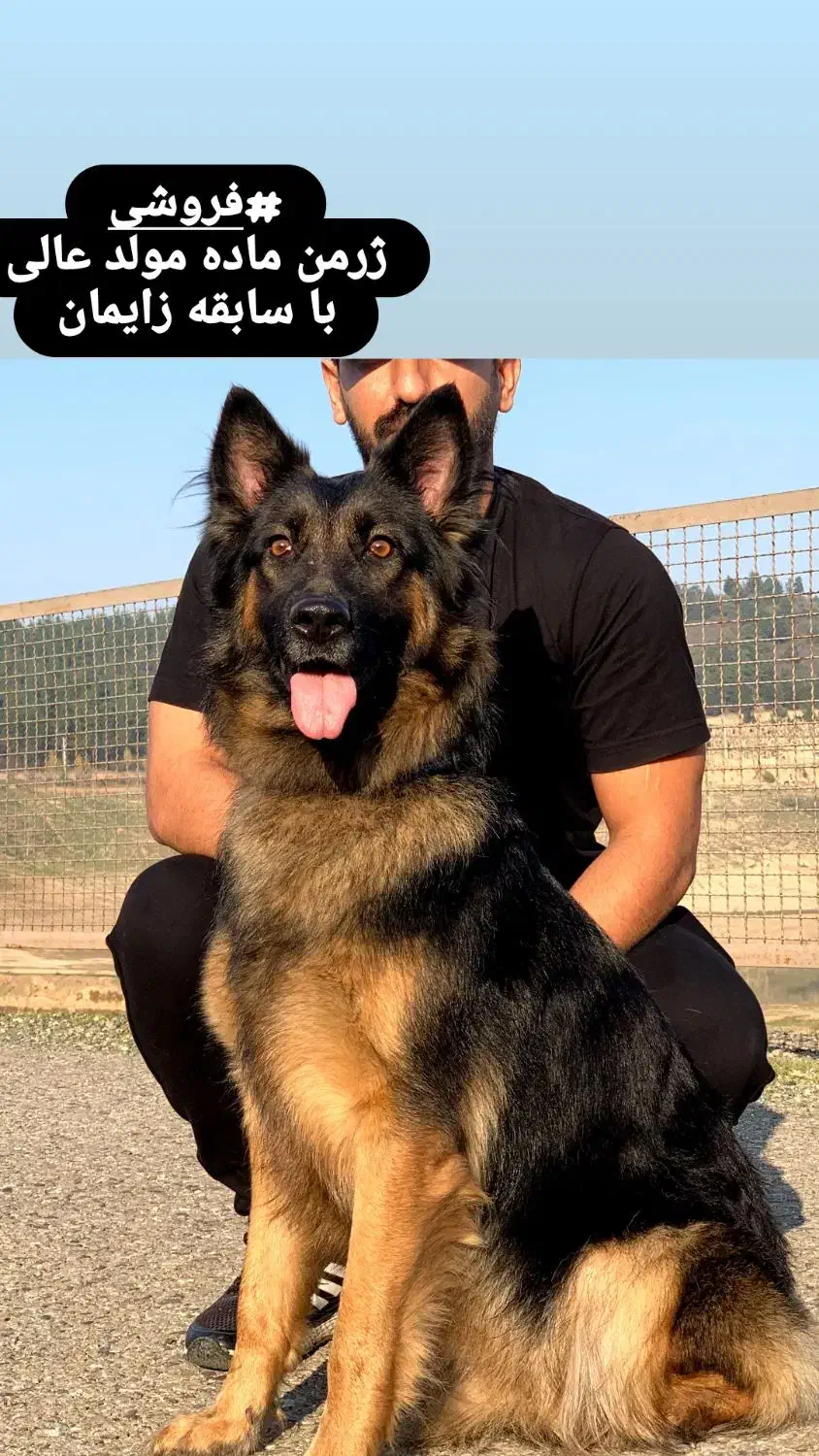 ژرمن ماده مولد|سگ|علیآباد کتول, |دیوار