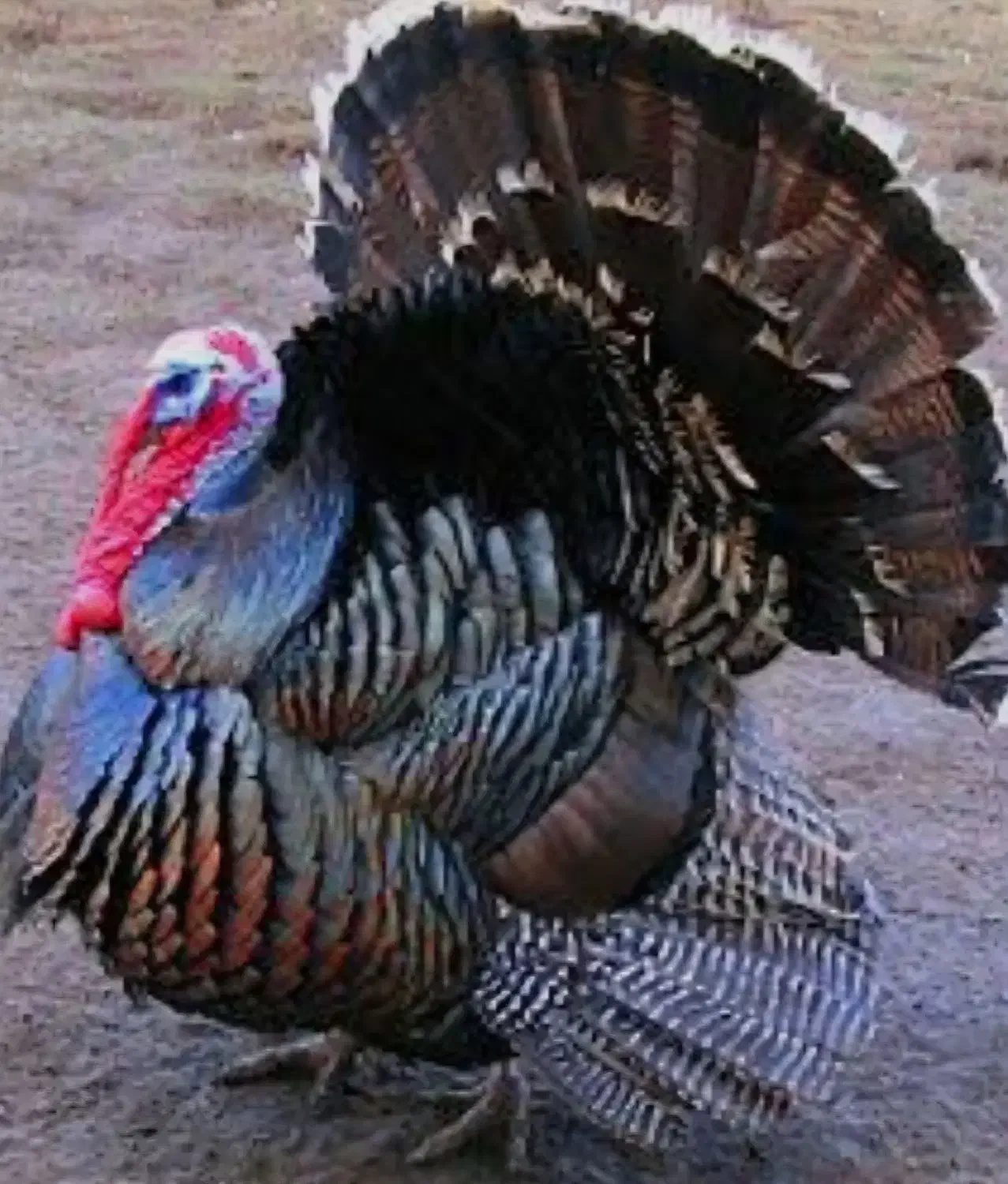 بوقلمون نر بزرگ|حیوانات مزرعه|خرمدره, |دیوار