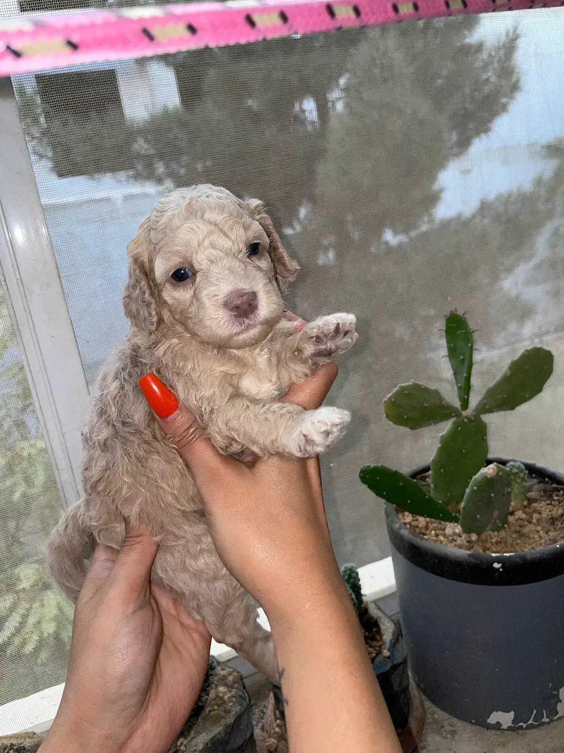 تاینی توی پودل|سگ|تهران, درختی|دیوار