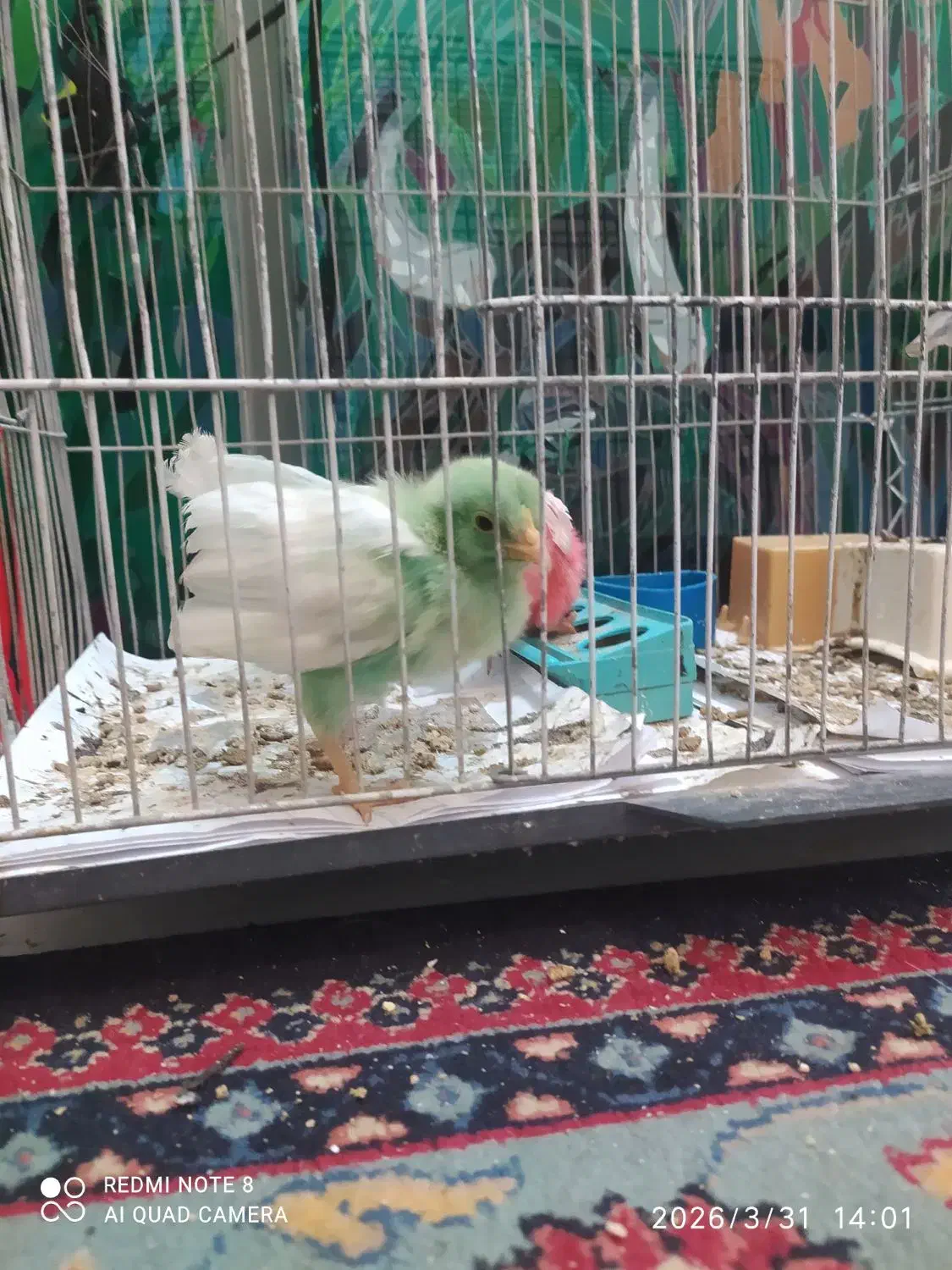 جوجه|پرنده|نیشابور, شهرک ولیعصر|دیوار