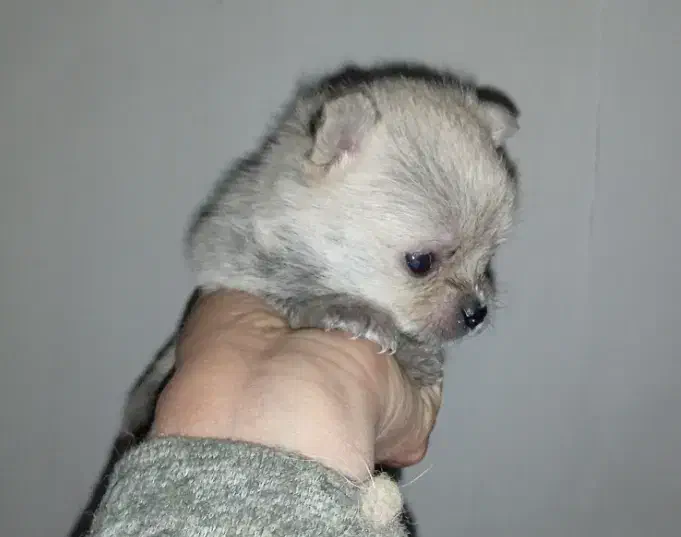 نر عروسکی|سگ|مشهد, باغون آباد|دیوار