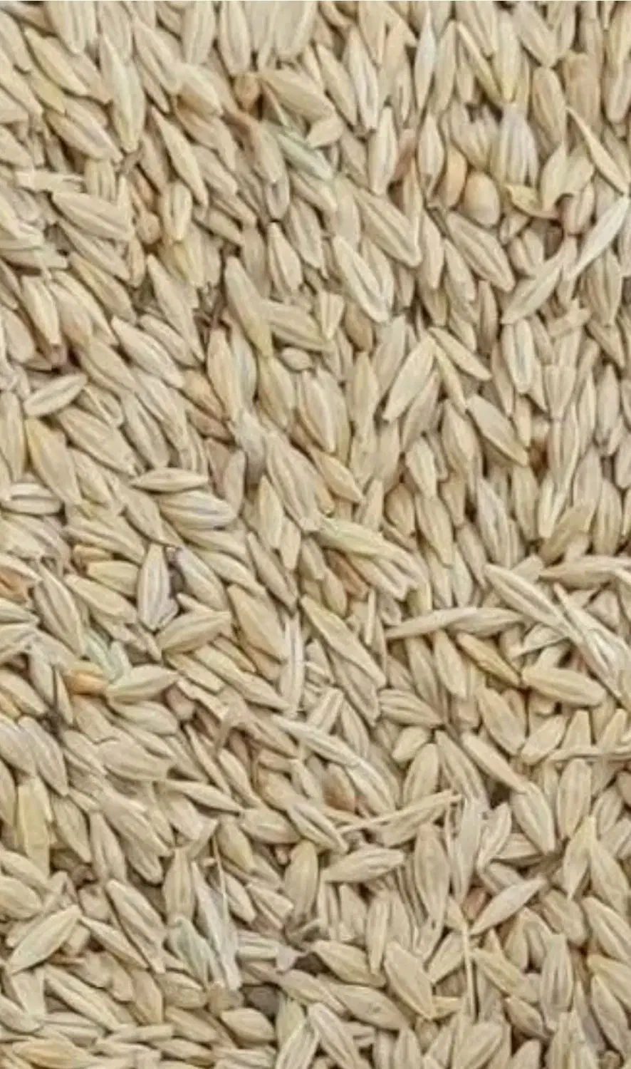 جو و ذرت|لوازم جانبی حیوانات|ماکو, |دیوار