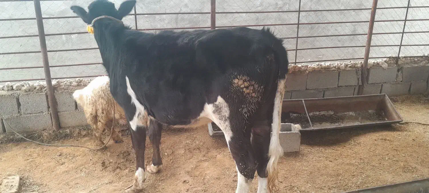 گاو|حیوانات مزرعه|مسجد سلیمان, |دیوار