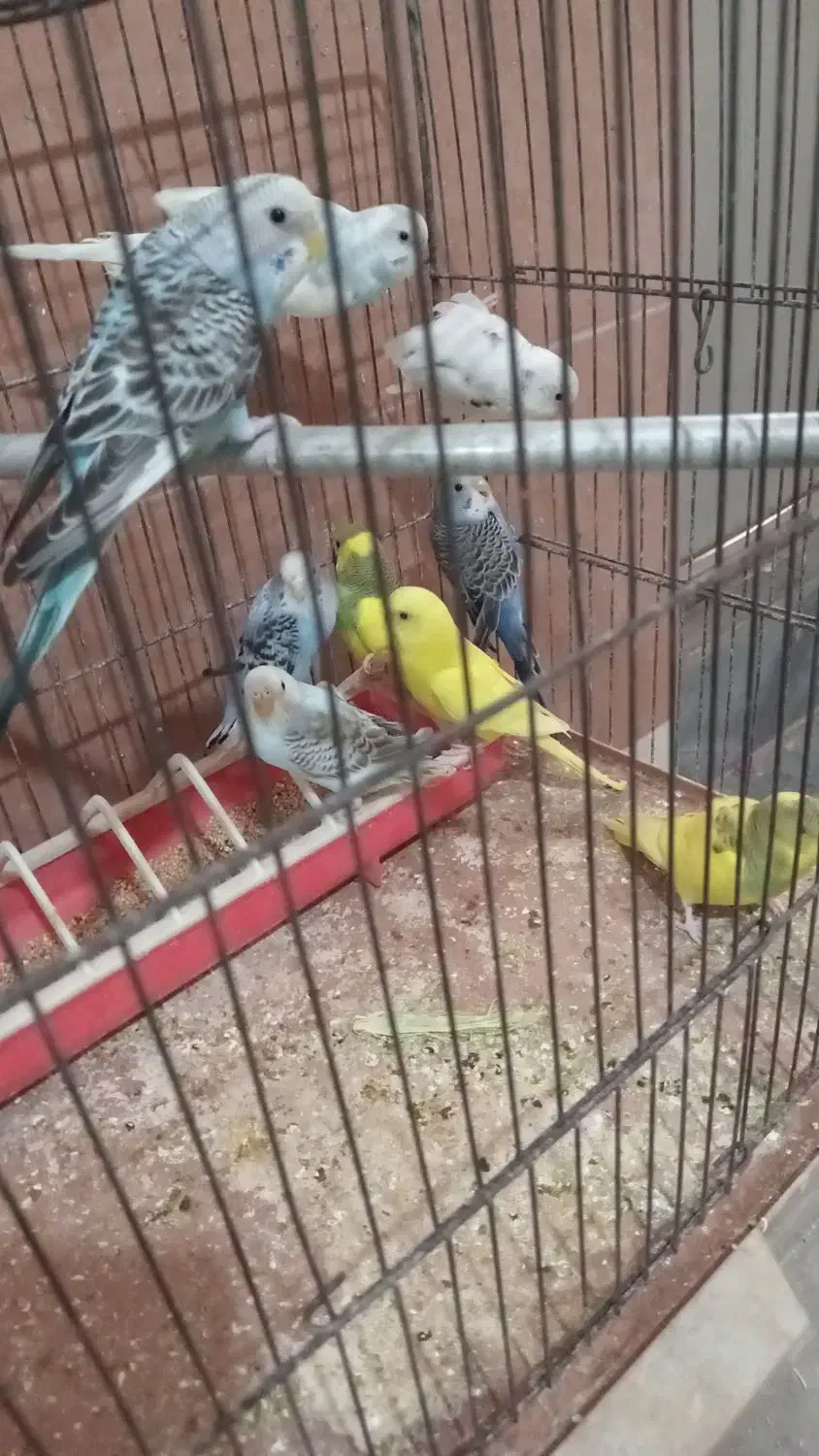 مرغ عشق دونخور یا مغولوف ده عدد|پرنده|قم, قلعه عموحسین|دیوار