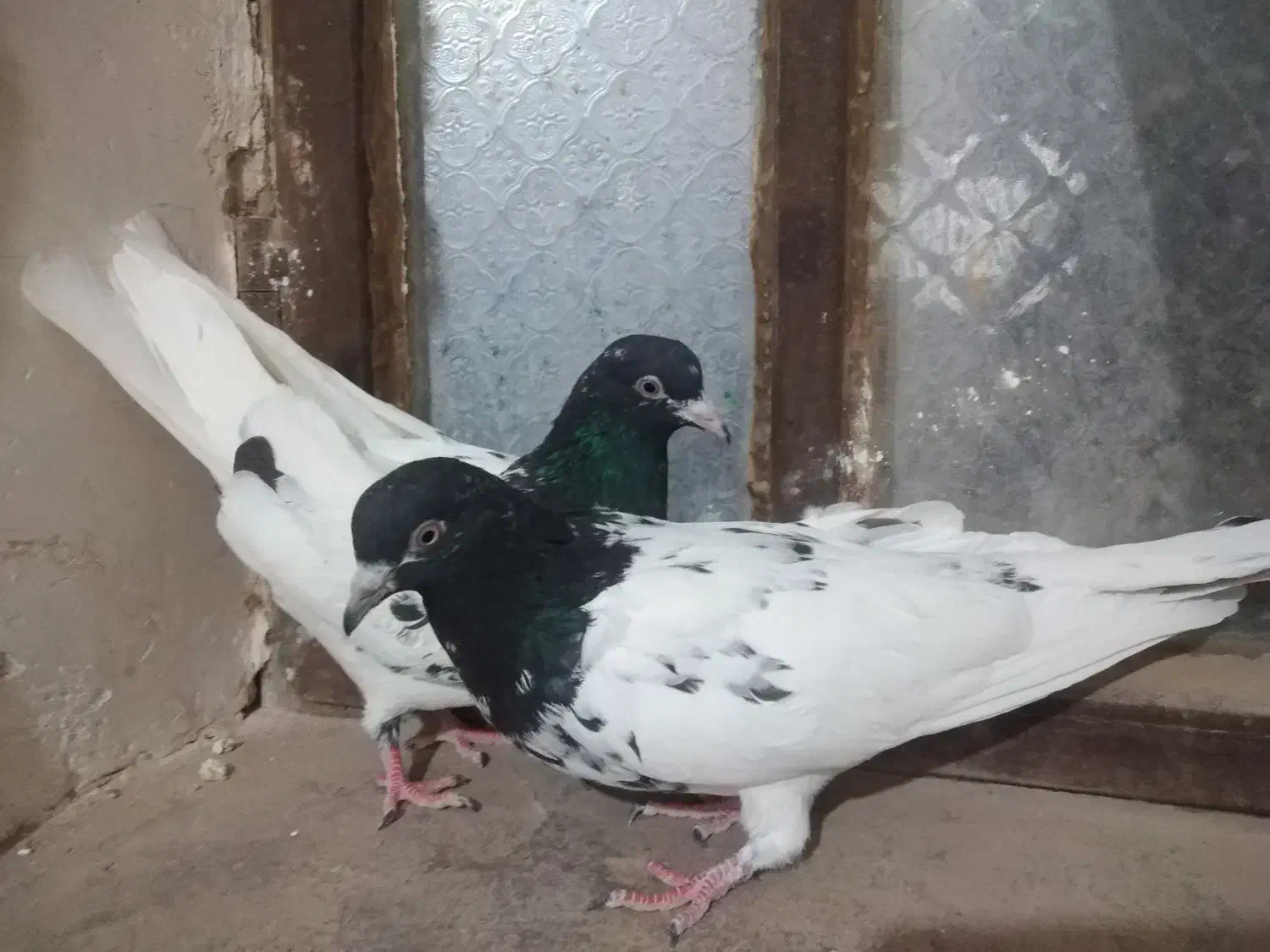 8تاکبوتر رنگه هوایی|پرنده|مشهد, آزادشهر|دیوار