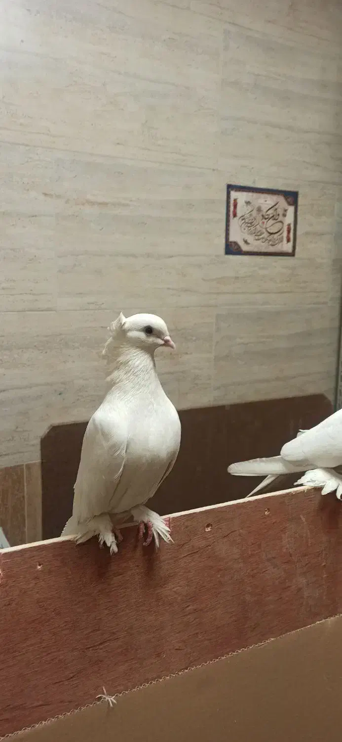 کبوتر|پرنده|تبریز, |دیوار