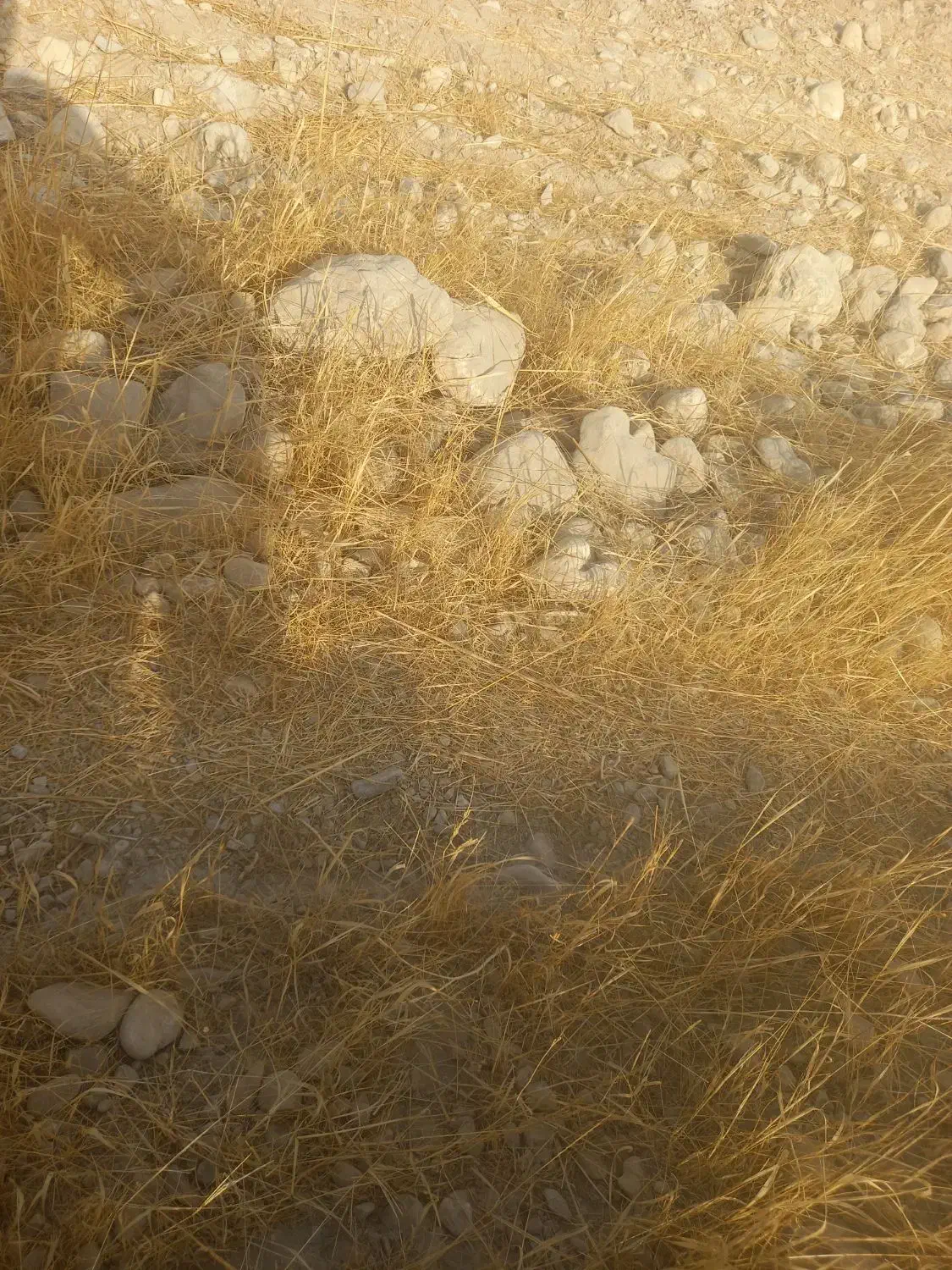 گمشده بزغاله|حیوانات|برازجان, |دیوار