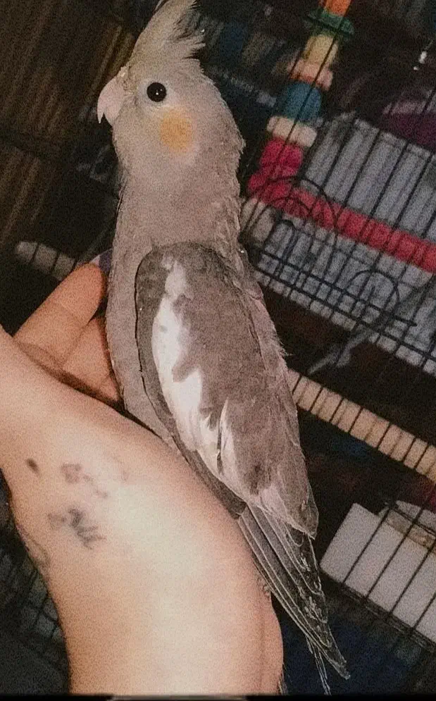 عروس هلندی سینامون|پرنده|آبادان, |دیوار