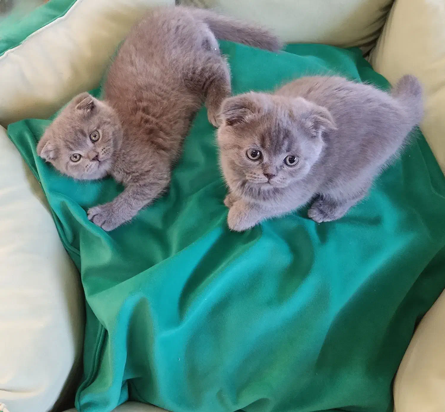 اسکاتیش بلو با اصالت|گربه|کرمان, |دیوار