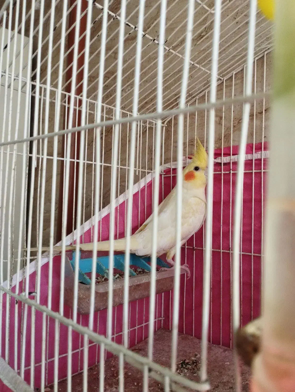 طوطی عروس نر رام و دستی|پرنده|صومعهسرا, |دیوار