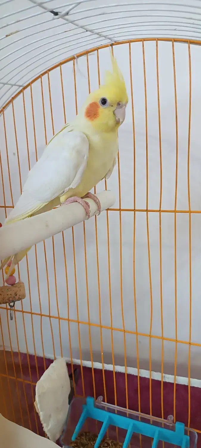 عروس هلندی جفت اماده|پرنده|کشکسرای, |دیوار