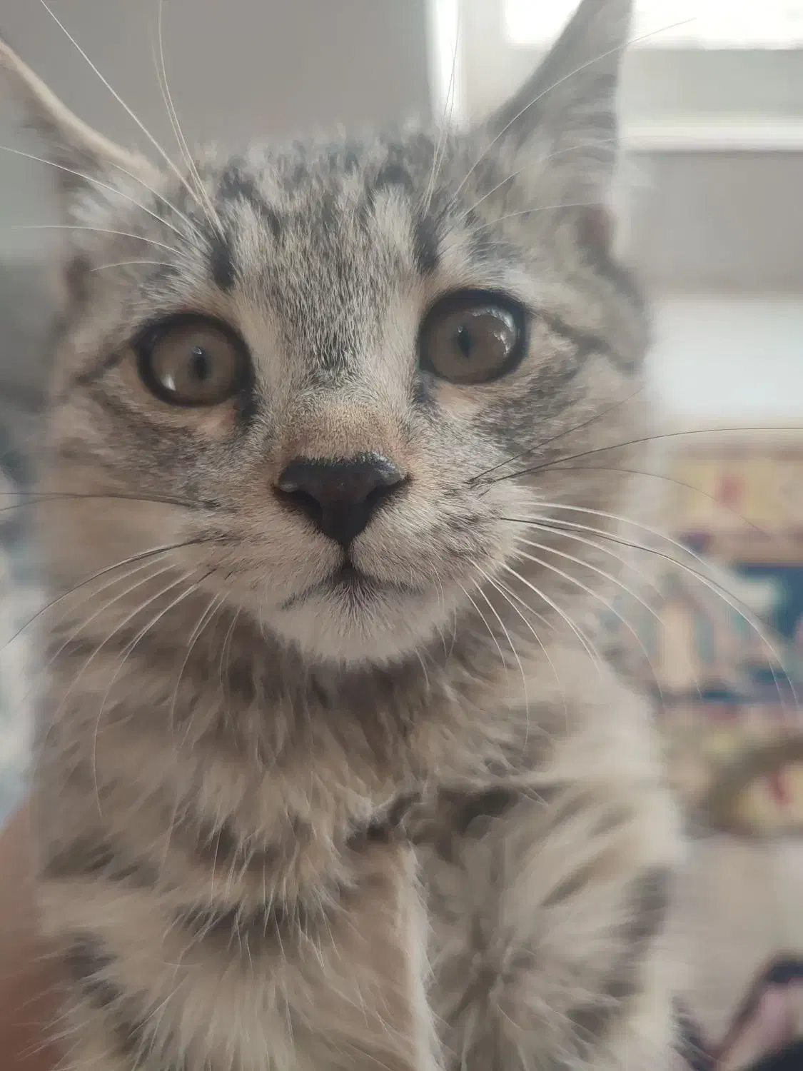 بچه گربه|گربه|نیشابور, گنبد سبز|دیوار