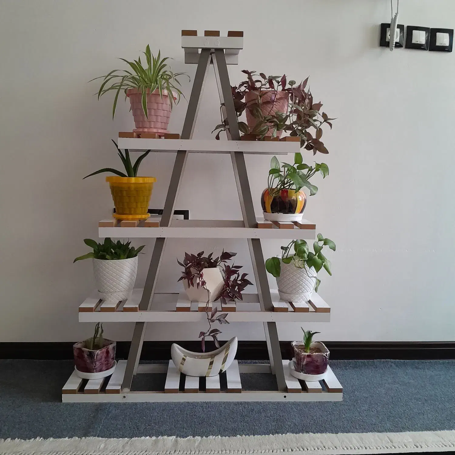 استندبا گلدان|گل و گیاه طبیعی|شیراز, شاپورجان|دیوار