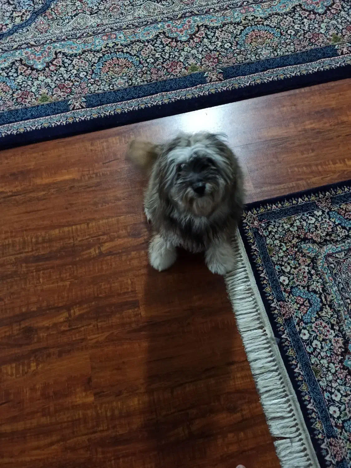 سگ شیتزو|سگ|بجنورد, |دیوار