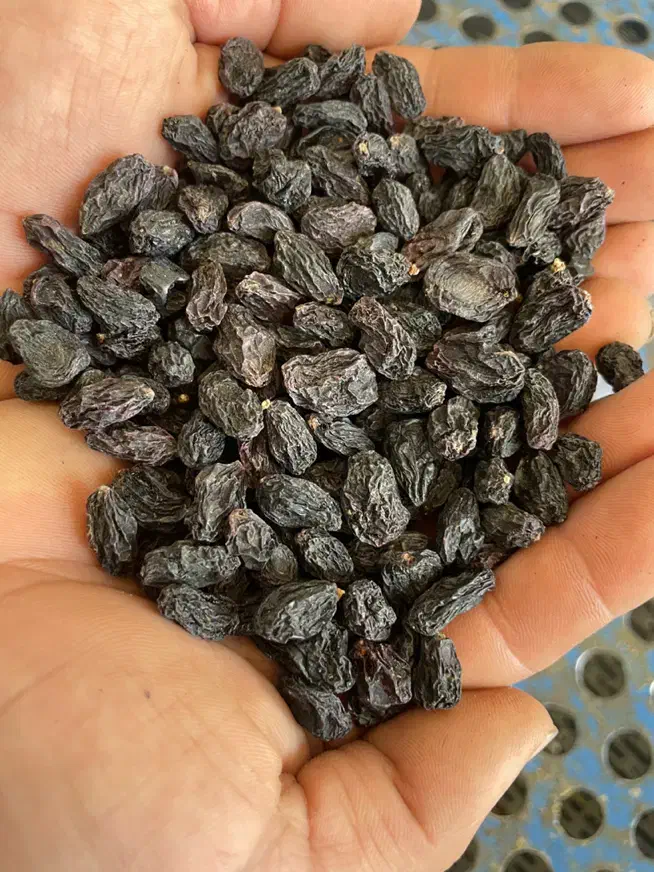 مویز بدون هسته|خوردنی و آشامیدنی|کاشمر, |دیوار