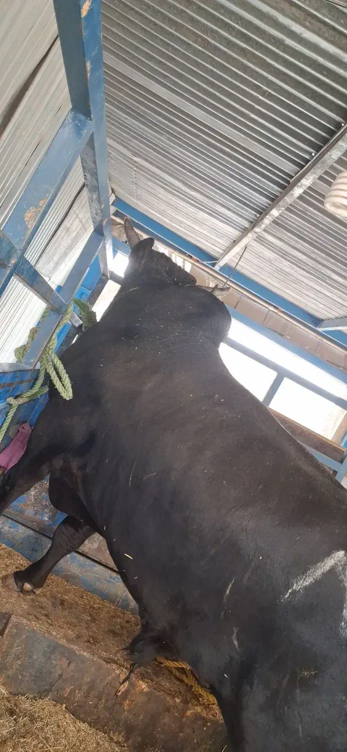 قصاب سلاخ|خدمات پذیرایی، مراسم|اسلامشهر, شهرک واوان|دیوار