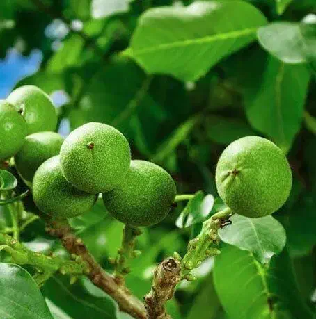 پیشفروش نهال گردو لارا رقم بذری|خدمات باغبانی و درختکاری|ایوان, |دیوار