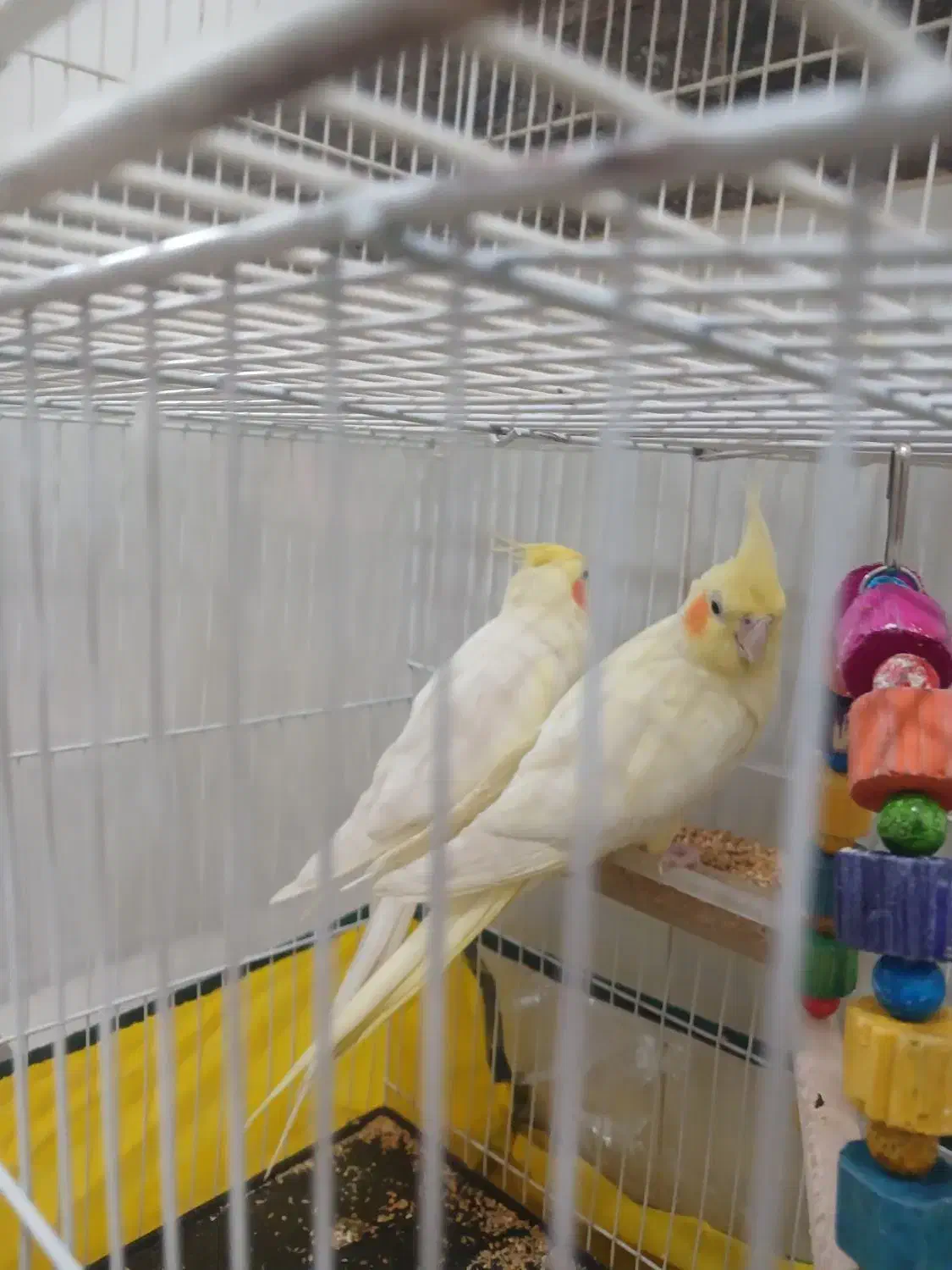 عروس هلندی با قفس|پرنده|تربت جام, میرقوام الدین|دیوار