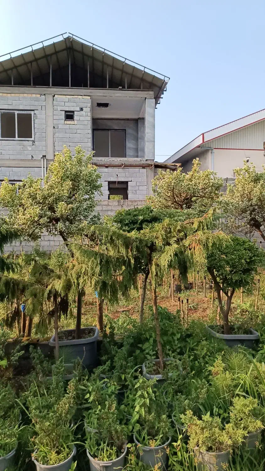 گل و گیاه بیرونی|گل و گیاه طبیعی|خرم‌آباد (تنکابن), |دیوار