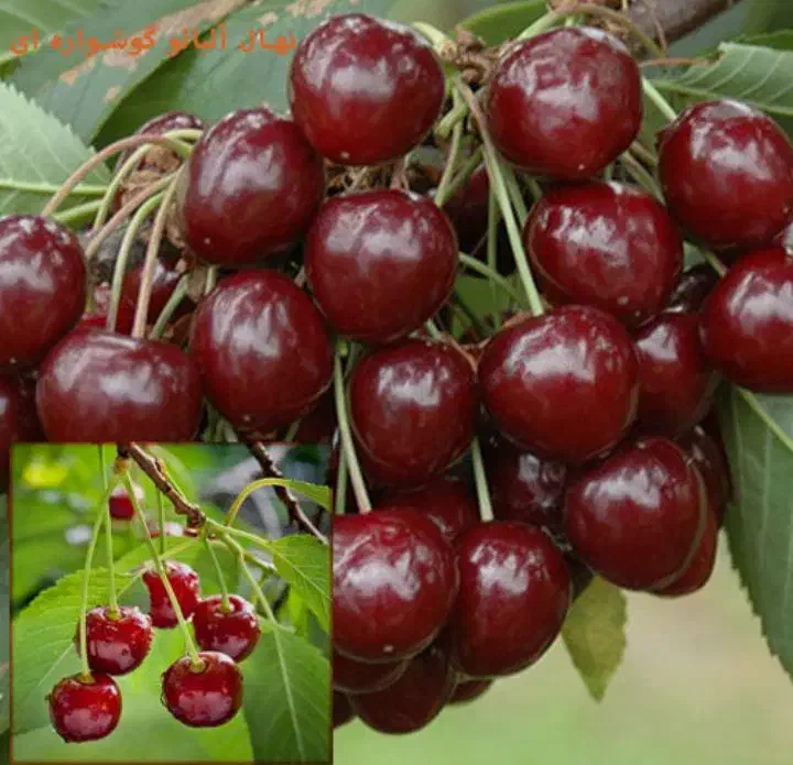 آلبالو گوشواره ای بهترین برای کاشت|خدمات باغبانی و درختکاری|لاهیجان, قیام|دیوار