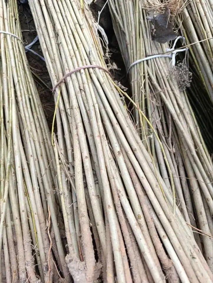 نهـالـهای یک . دو . سه ساله باضمـانت ۵ساله|خدمات باغبانی و درختکاری|ورزقان, |دیوار