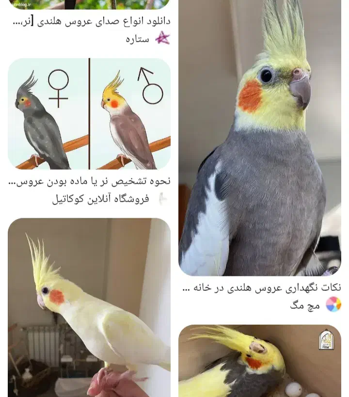 عروس هلندی پیدا شده|پرنده|سبزوار, ابوریحان|دیوار