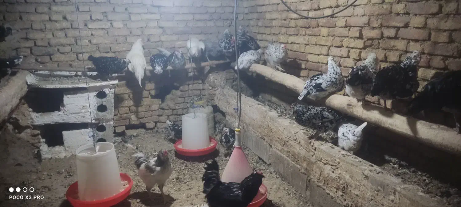 تخم مرغ نطفه دارگلین|حیوانات مزرعه|زاینده رود, |دیوار