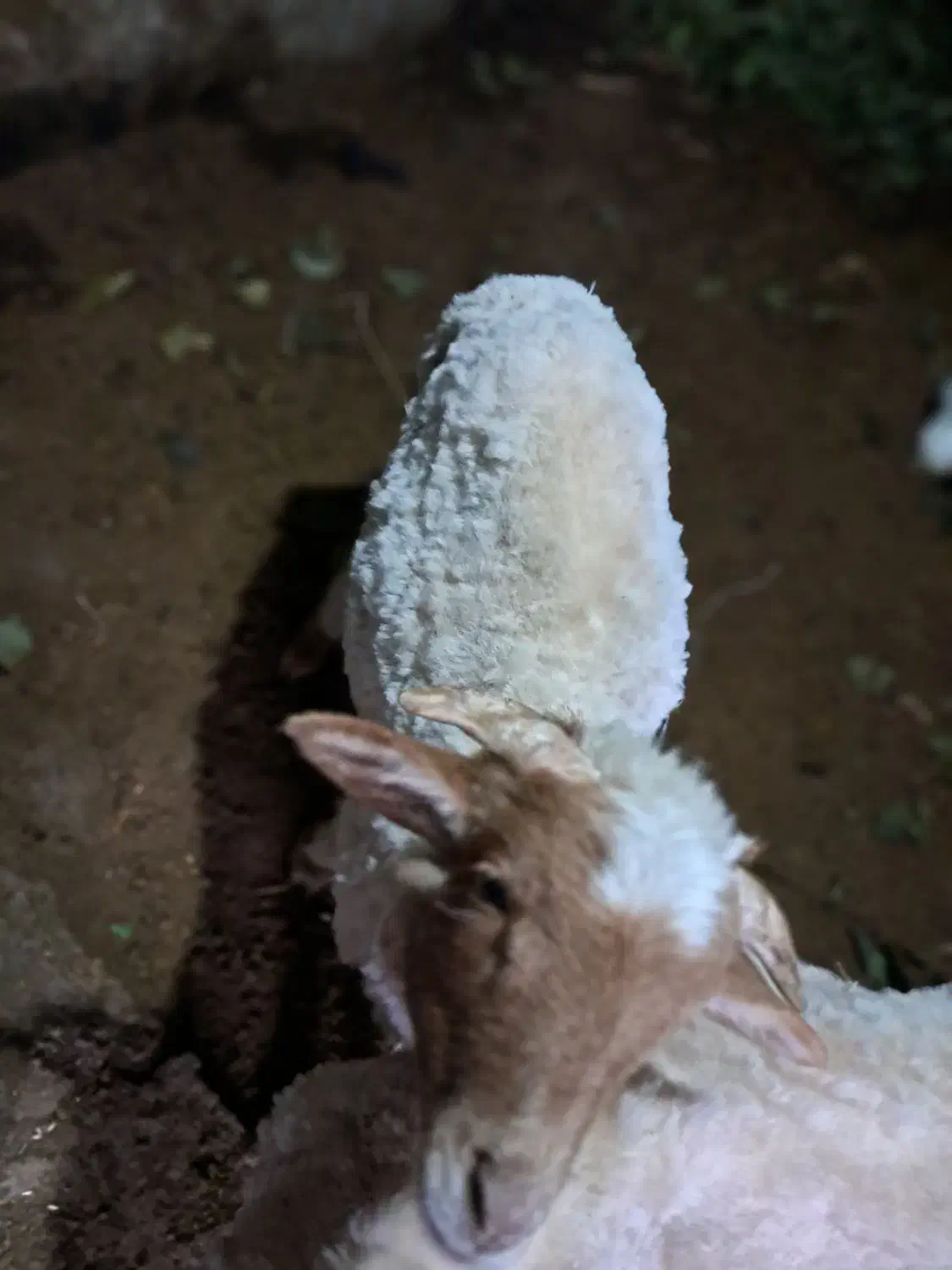 بره نر|حیوانات مزرعه|اسالم, |دیوار