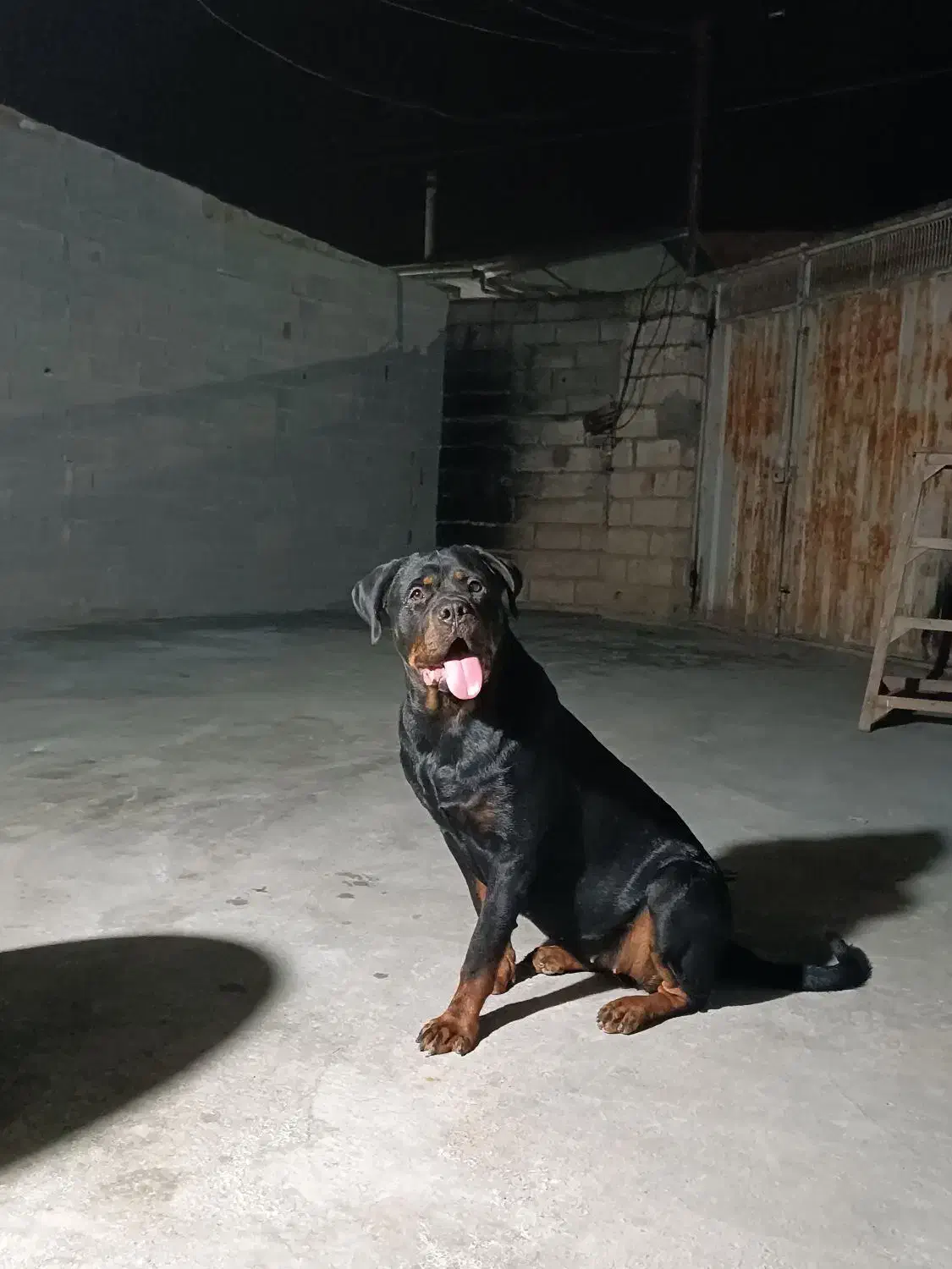 روتوایلر ماده|سگ|بابل, |دیوار