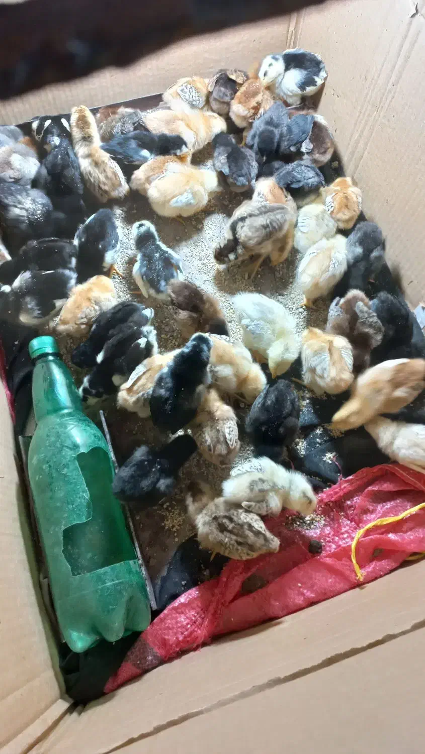 فروش جوجه پائیزی|حیوانات مزرعه|نکا, |دیوار