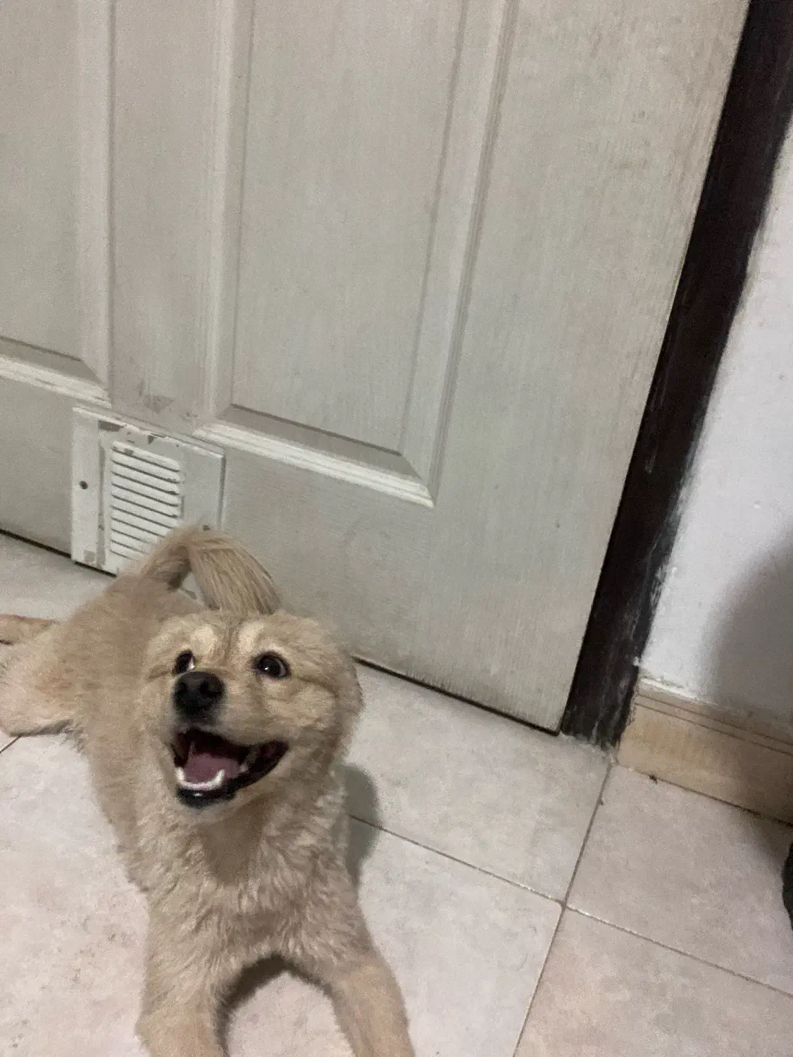 سگ پامر ۱ ساله. گم شده|سگ|قدس, شهر‌قدس|دیوار