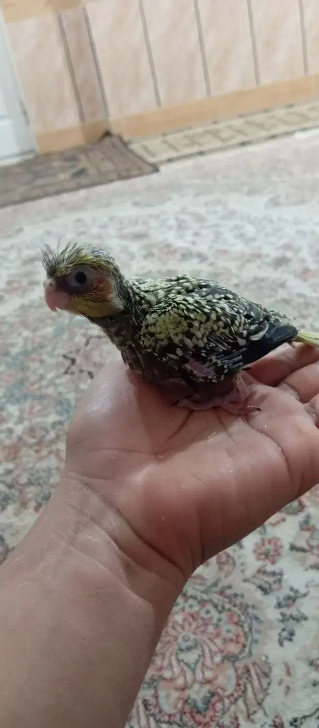 عروس هلندی|پرنده|گرگان, |دیوار