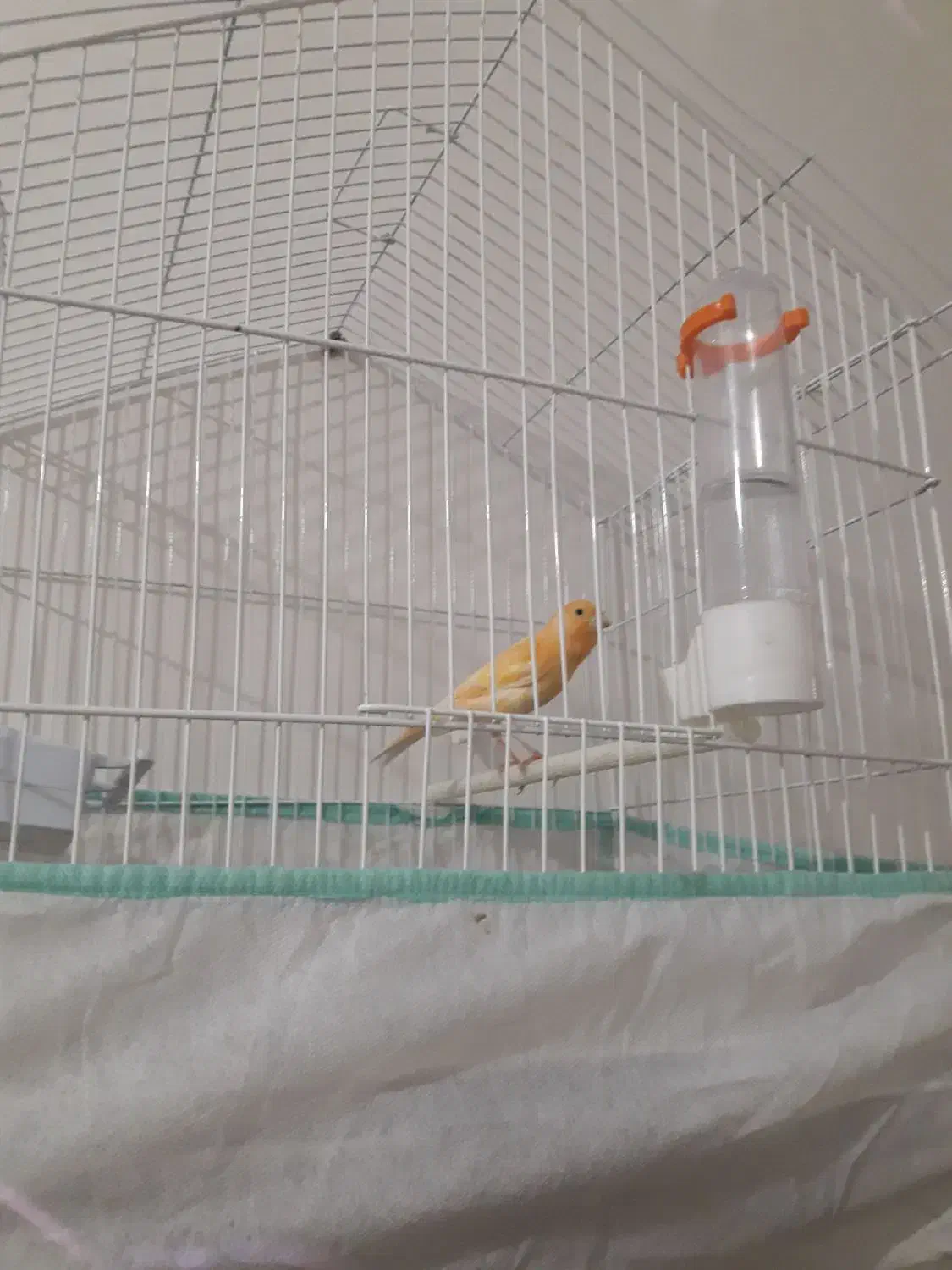 قناری|پرنده|هشتگرد, شهرک ایران خودرو|دیوار