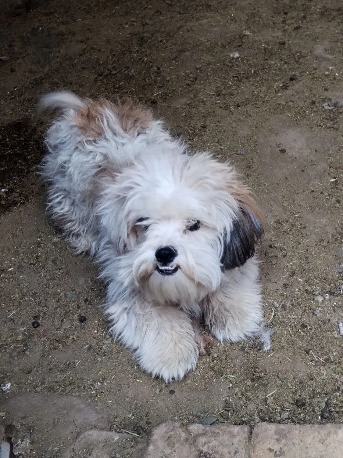 سگ پاکوتاه|سگ|سبزوار, ابوریحان|دیوار