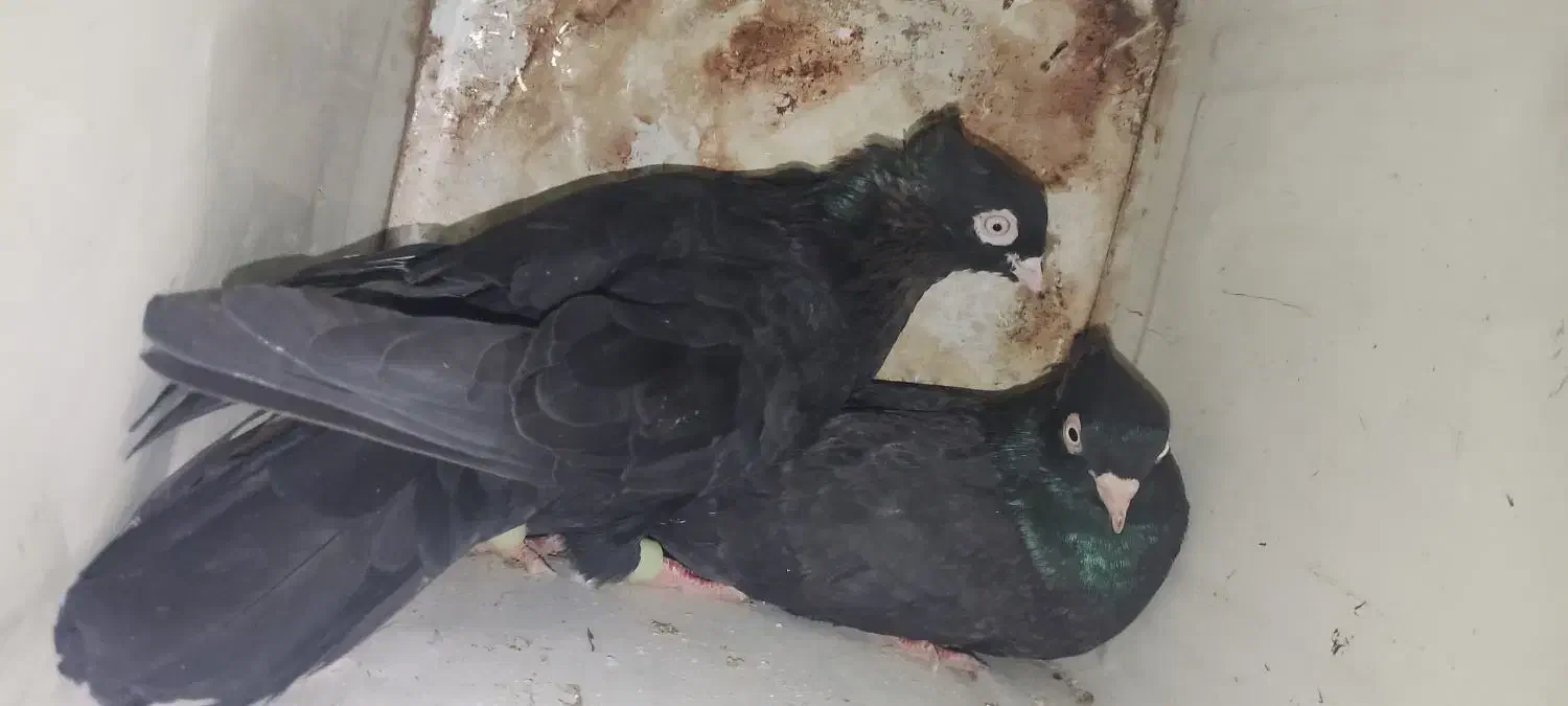 یه جفت سیاه ذاغ|پرنده|کوه چنار, |دیوار