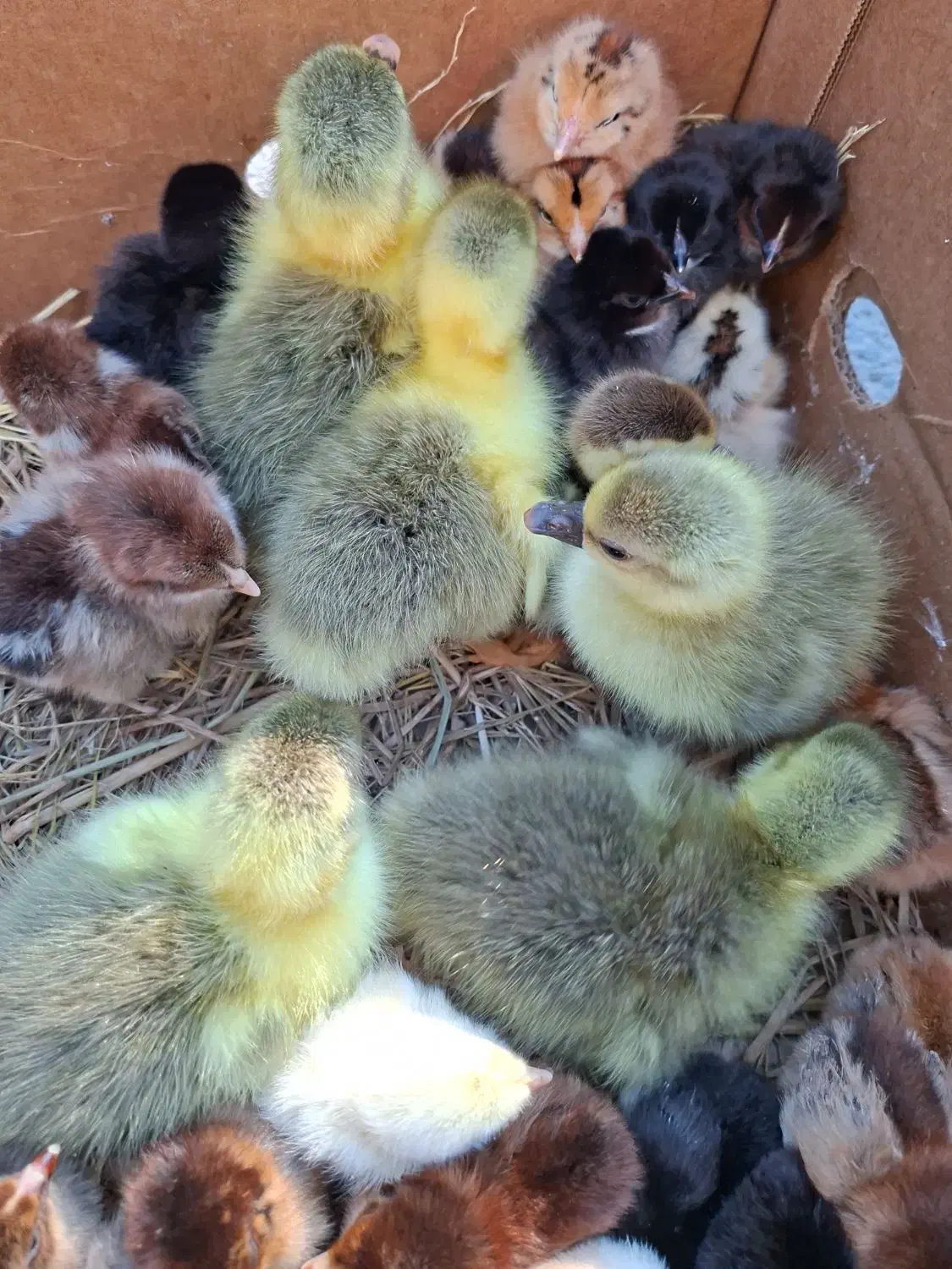 غاز محلی اصل|حیوانات مزرعه|بابل, |دیوار