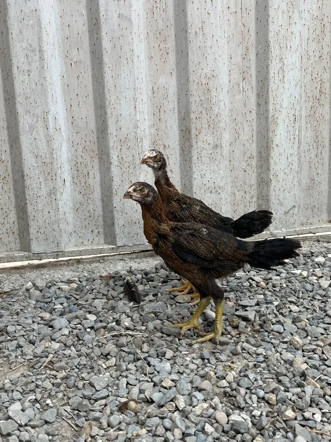 جوجه لاری ۳ ماهه|حیوانات مزرعه|ساری, |دیوار