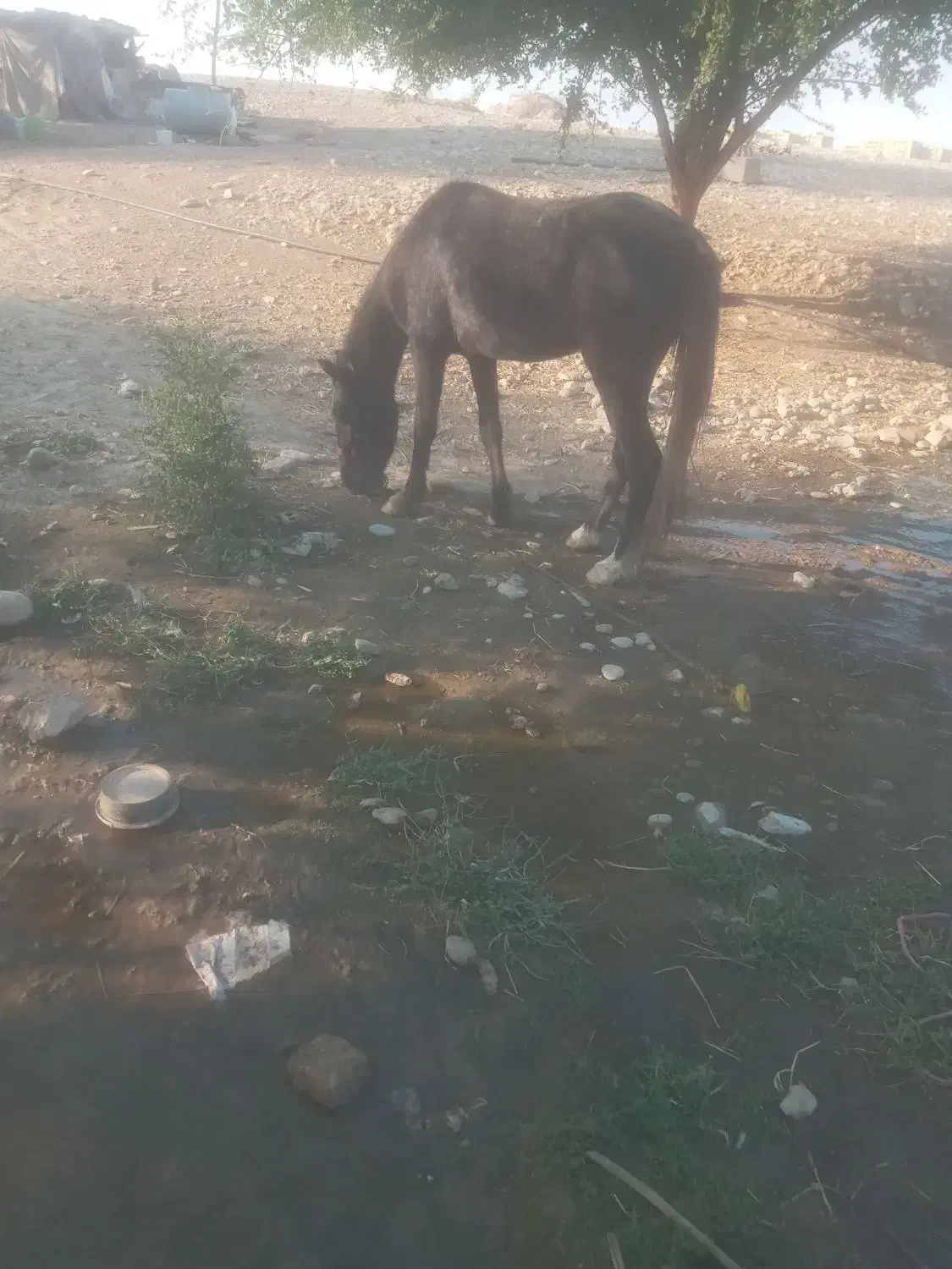 اسب|اسب و تجهیزات اسب‌سواری|دزفول, |دیوار