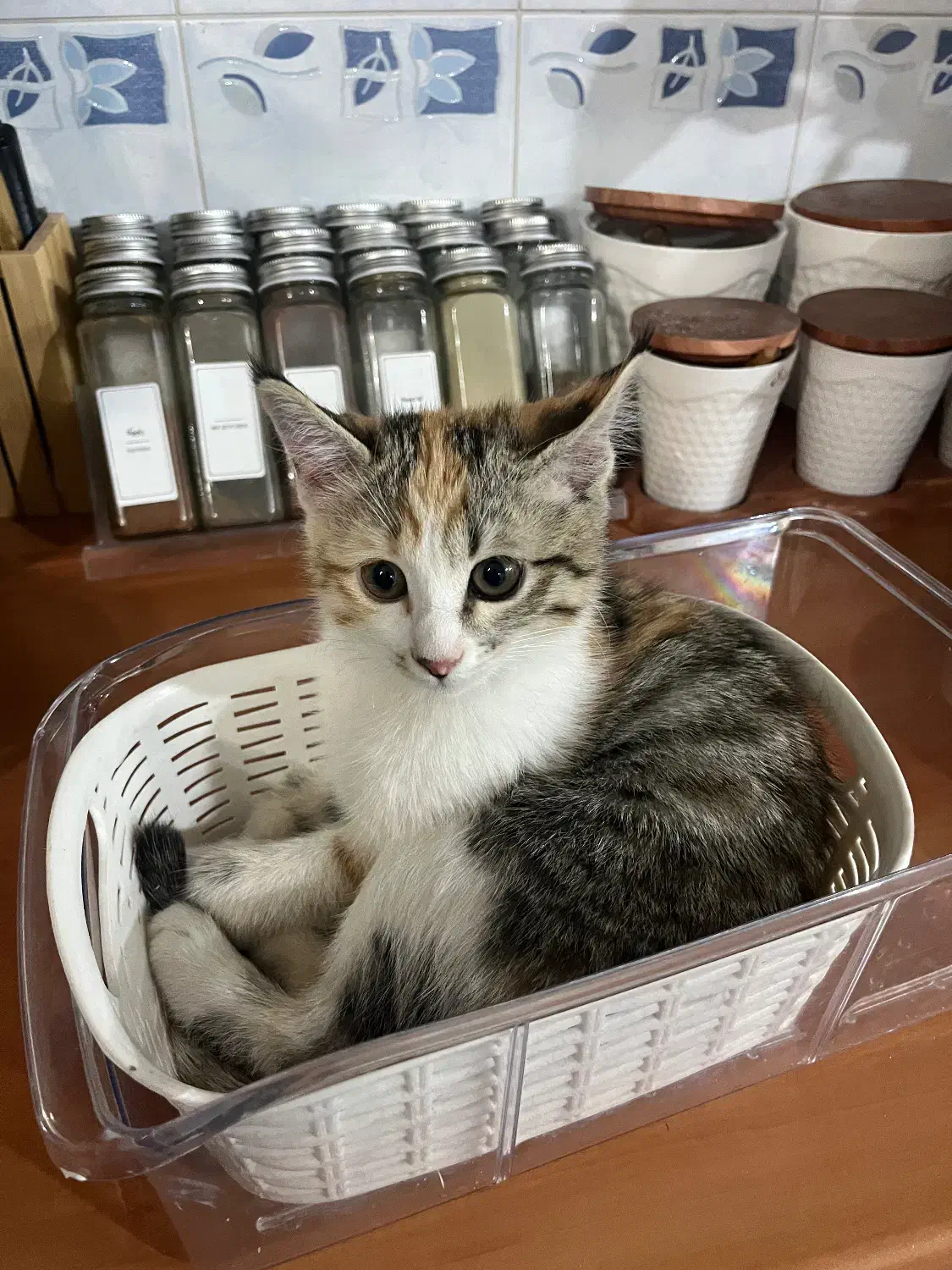 واگزاری رایگان گربه|گربه|یزد, |دیوار