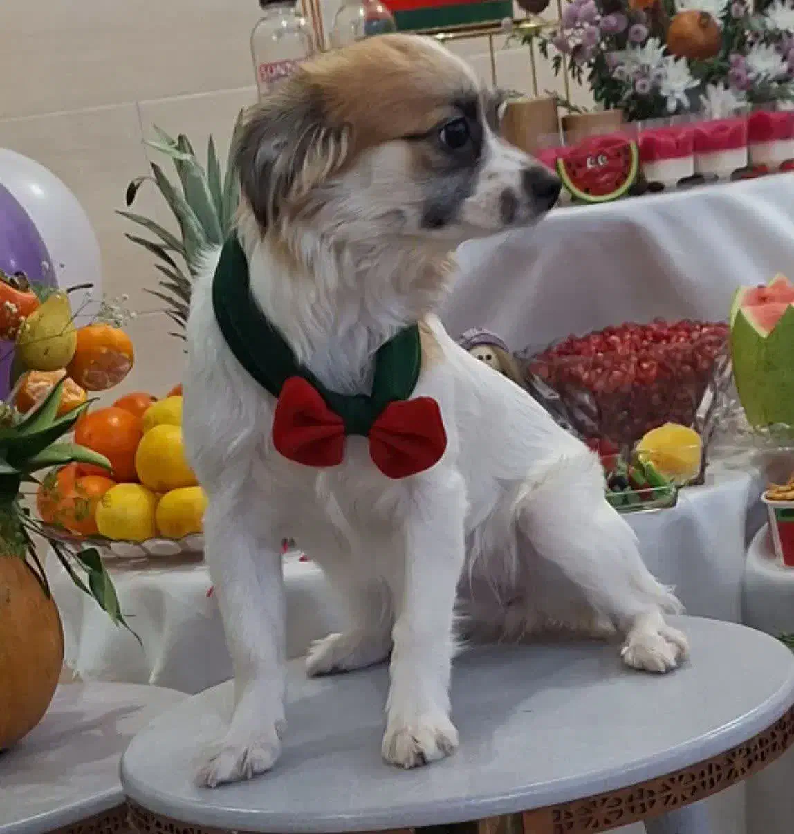 واگذاری سگ واکسن خورده خونگی|سگ|اشکذر, |دیوار