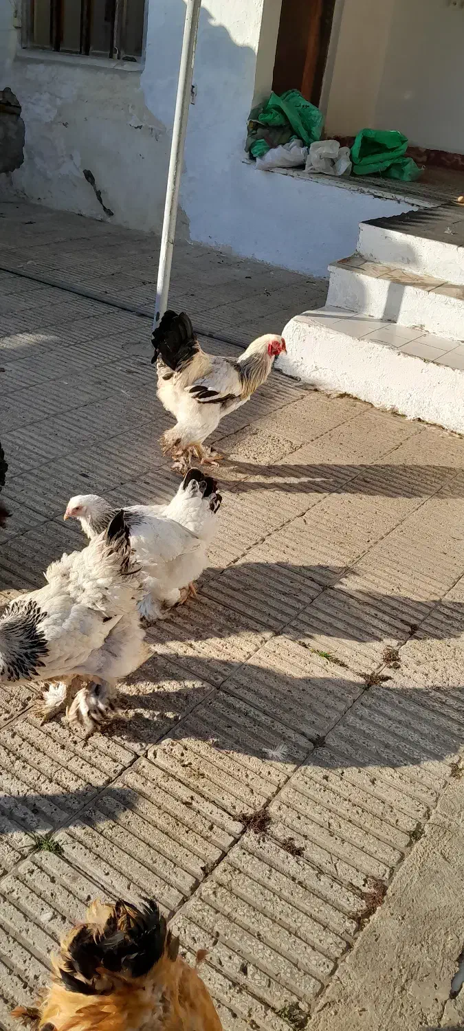 جوجه برهما|حیوانات مزرعه|بابل, |دیوار