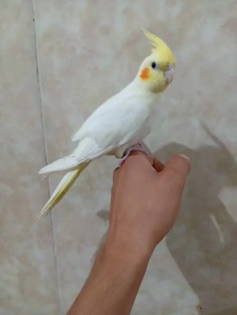 عروس هلندی|پرنده|خورموج, |دیوار