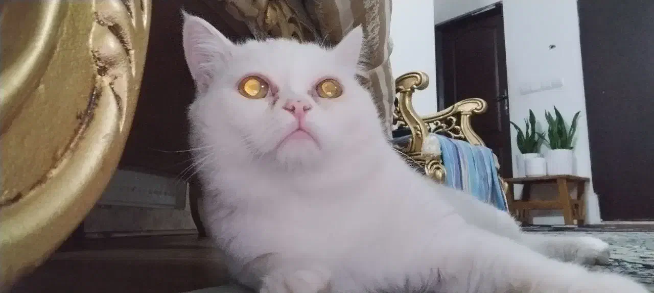 سرپرستی گربه میکس|گربه|مشهد, مشکینی (شهرک غرب)|دیوار